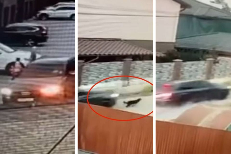 Водій на Audi в котеджному містечку наїхав на собаку, що йому заважала. Хто цей чоловік?