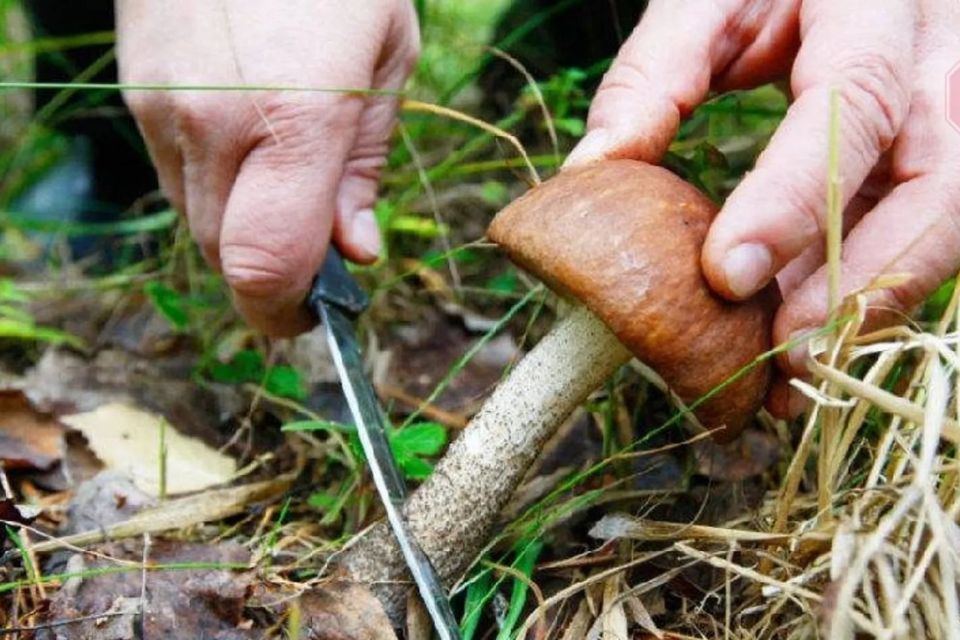 Популярні місця зростання грибів в Україні