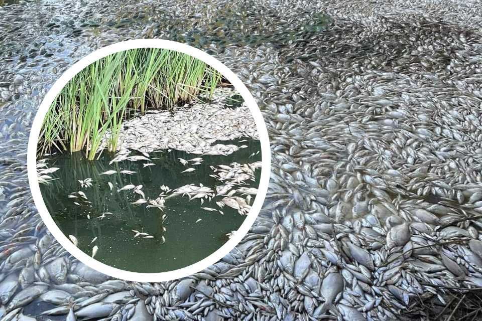 «Найбільше у воді мертвих пліток і лящів». На Ладижинському водосховищі знову масово загинула риба