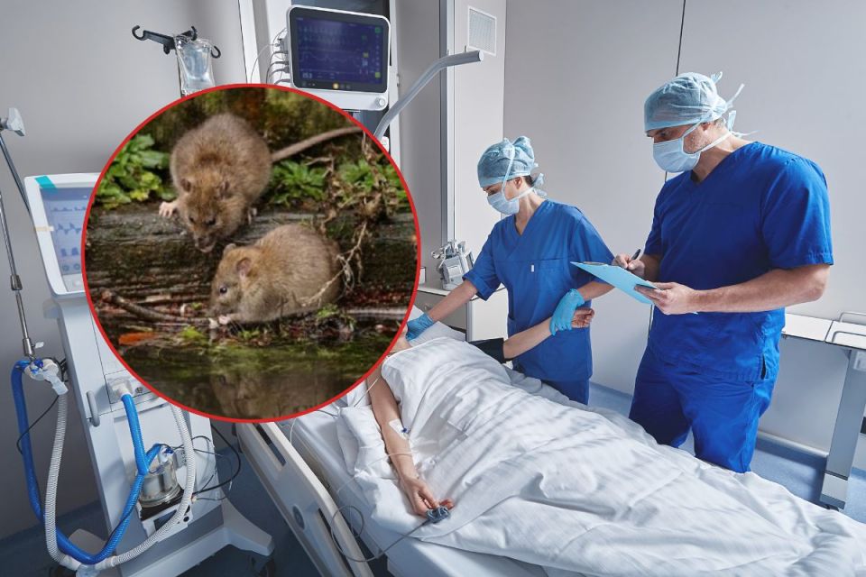 У Вінницькій області через лептоспіроз померли дві людини. Що це за хвороба і як убезпечитися?