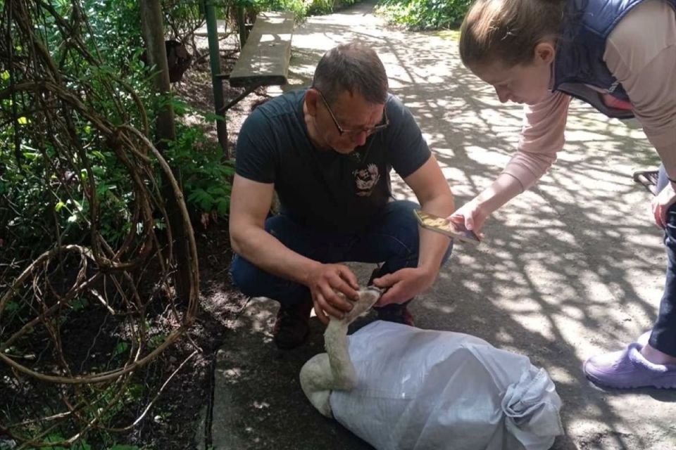 «Хтось прострелив птаху очі»: волонтерка з Бара врятувала сліпого лебедя