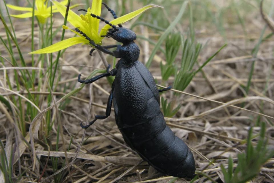 Отруйний гість осені: в Україні помітили жука, чия отрута спричиняє опіки та інтоксикацію