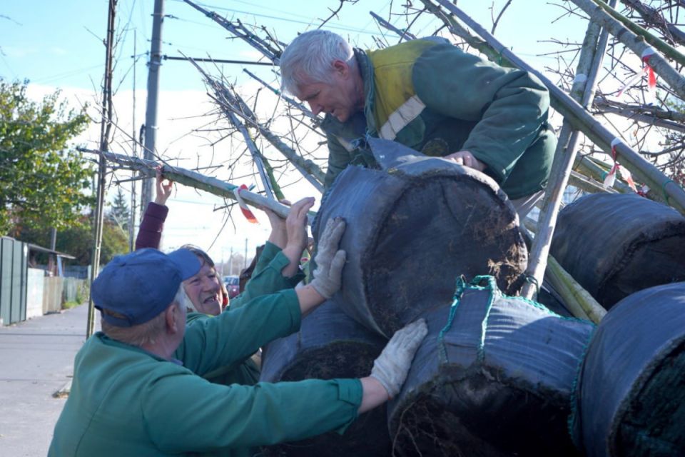 Відновлюють дерева, знищені негодою та вандалами у Вінниці