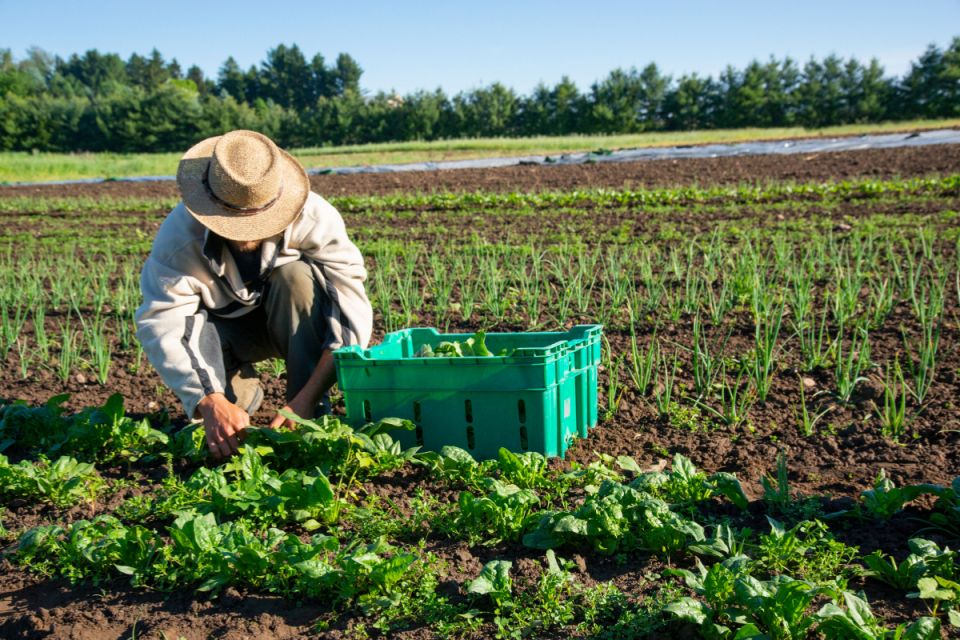 Вінниця аграрна: що вирощують наші фермери у 2025 році?