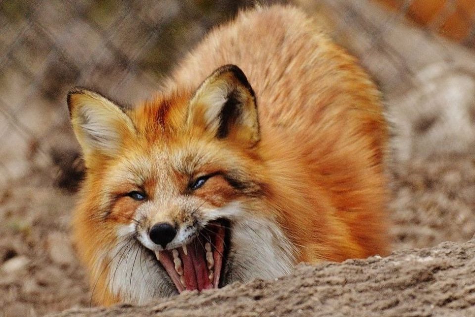 У Хмільнику лисиця зі сказом напала на дитину