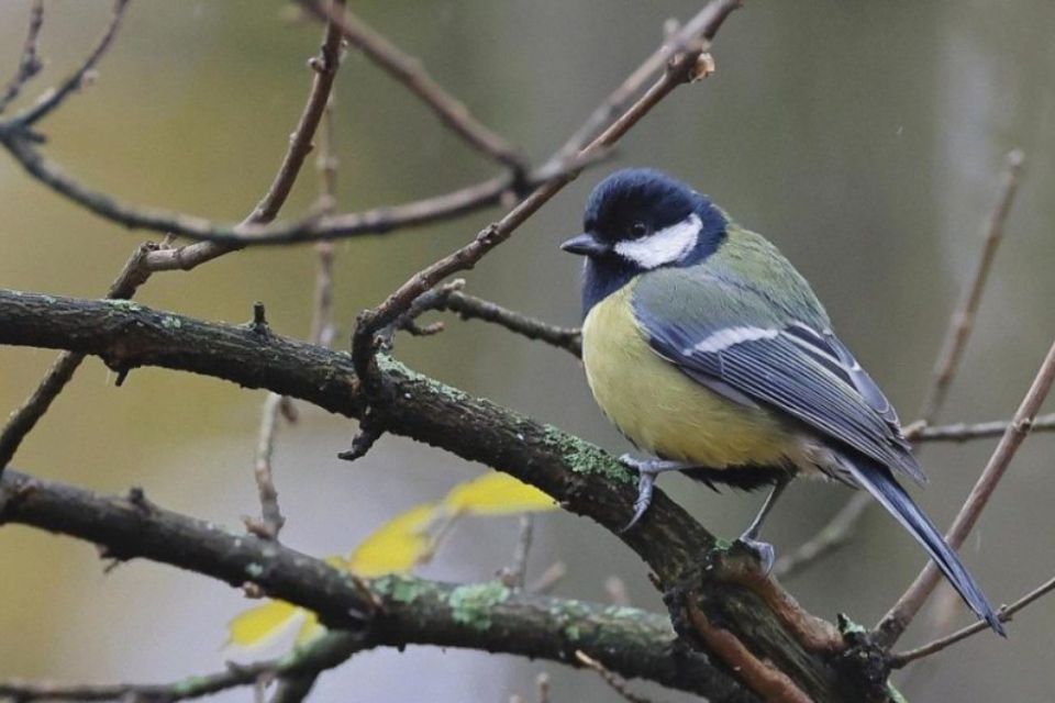 Погода у Вінниці наступного тижня буде мінливою: від морозу до +9° вдень