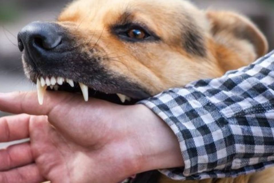 Як уберегтися від сказу після укусу? Поетапні поради медиків