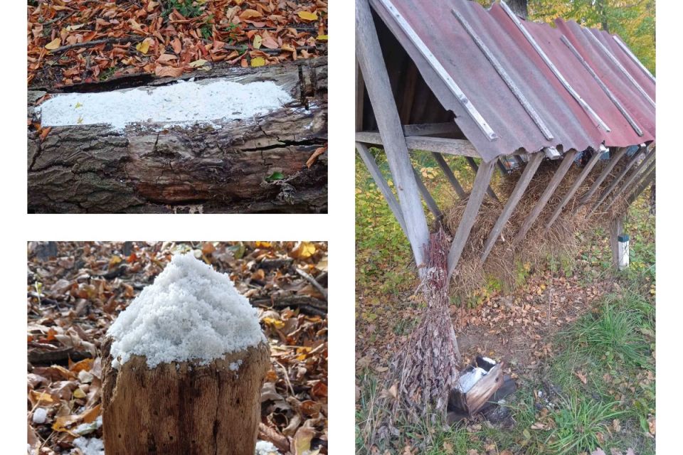 Щоб не йшли до людей. На Вінниччині в лісах поповнили запаси корму для оленів та кабанів