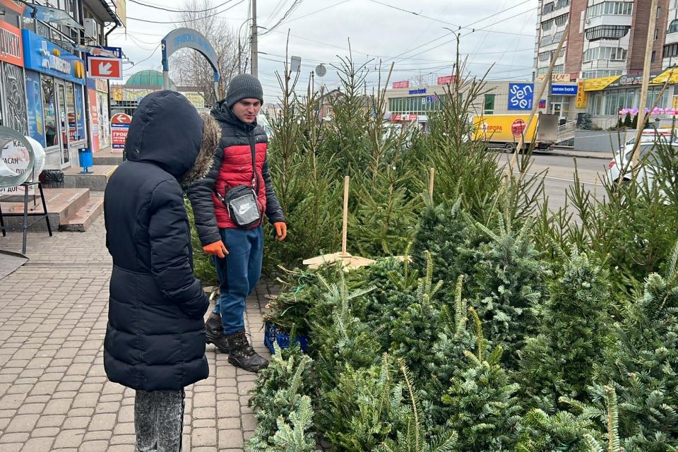 Ялинки, сосни, в'язані дерева: за скільки можна придбати новорічну красуню на Привокзальному