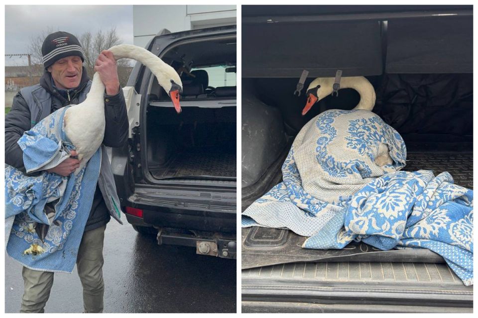 На Вінниччині родина врятувала пораненого лебедя, який вийшов на дорогу