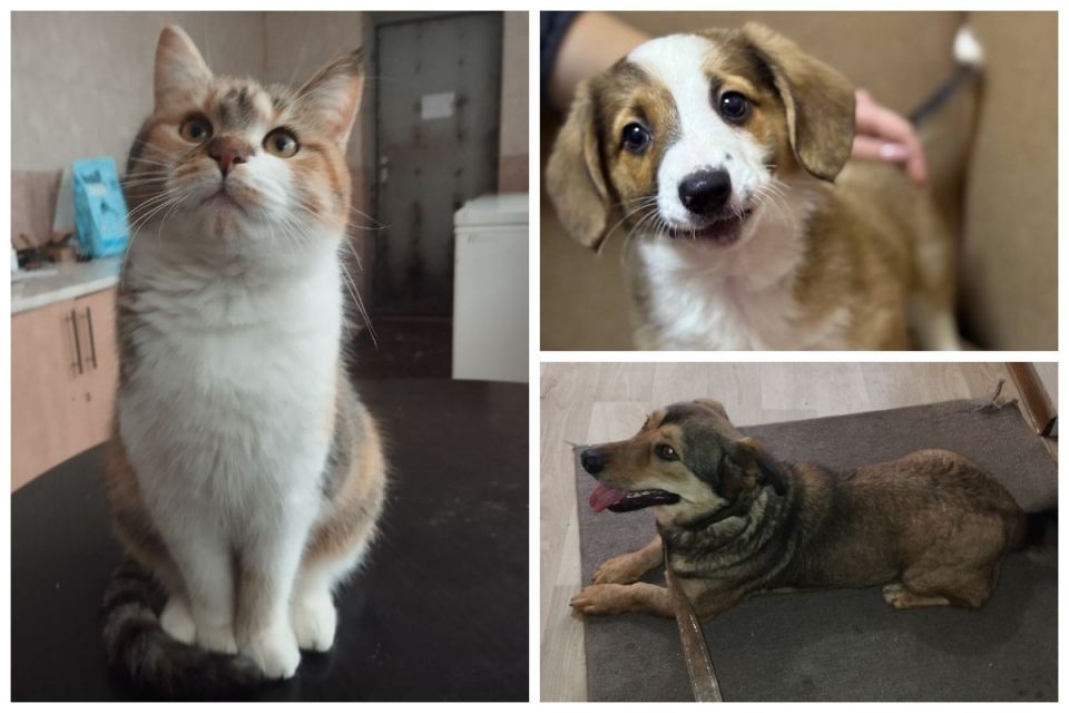 «Було троє кошенят — Димок, Шипучка і Карамелька». За рік у вінницькому притулку врятували понад 1 500 тварин