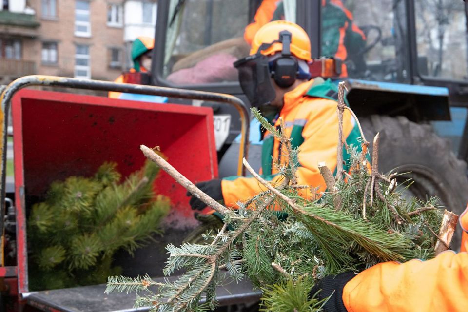 Не викидайте ялинку на смітник. Де у Вінниці здати дерево на утилізацію