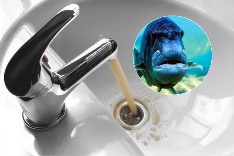 З-під крана тече вода з запахом риби: у водоканалі пояснили причини