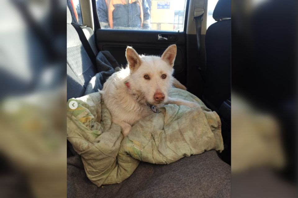 На вокзалі Вінниці пасажири допомогли врятувати вагітну собаку