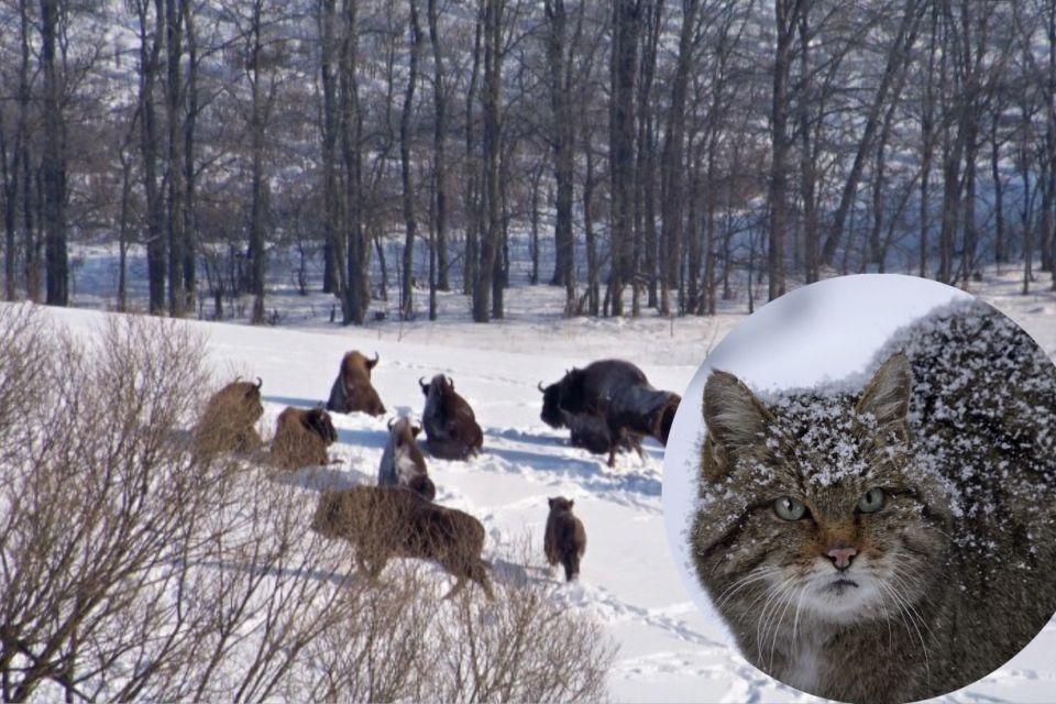 Червонокнижні зубри та дикі коти. Яких ще тварин можна зустріти в наших лісах у січні?