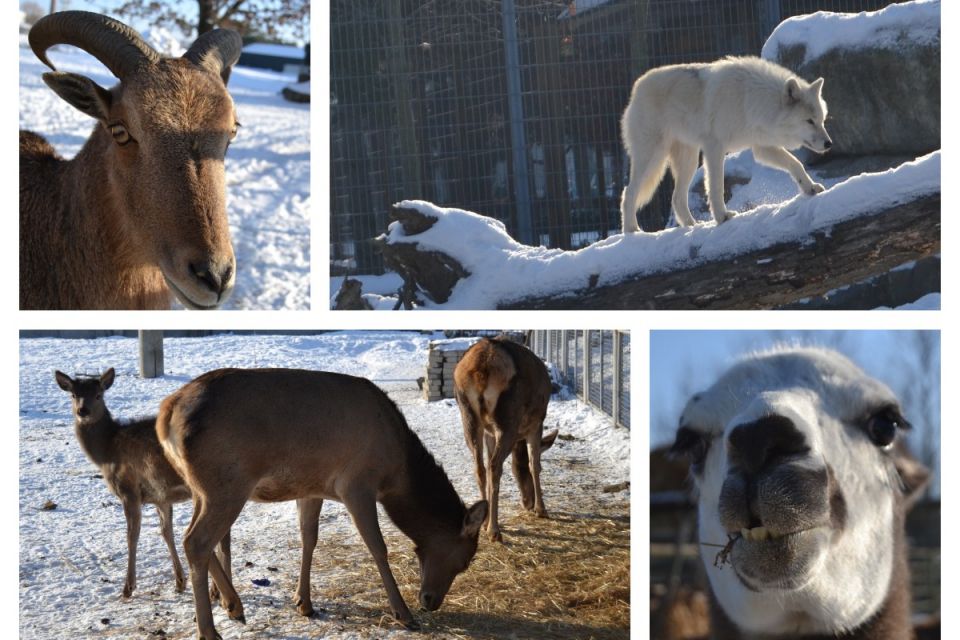 Зимовий дзен рисі та тигри у паморозі: фотофакти з життя Подільського зоопарку
