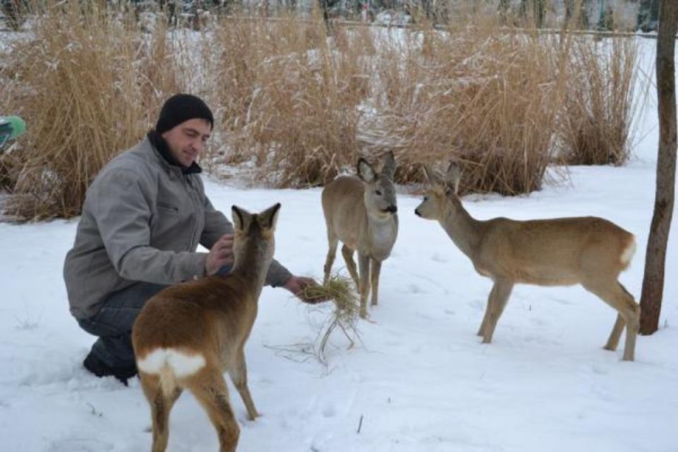 Зимовий облік мисливської фауни: на Вінниччині стало більше козуль