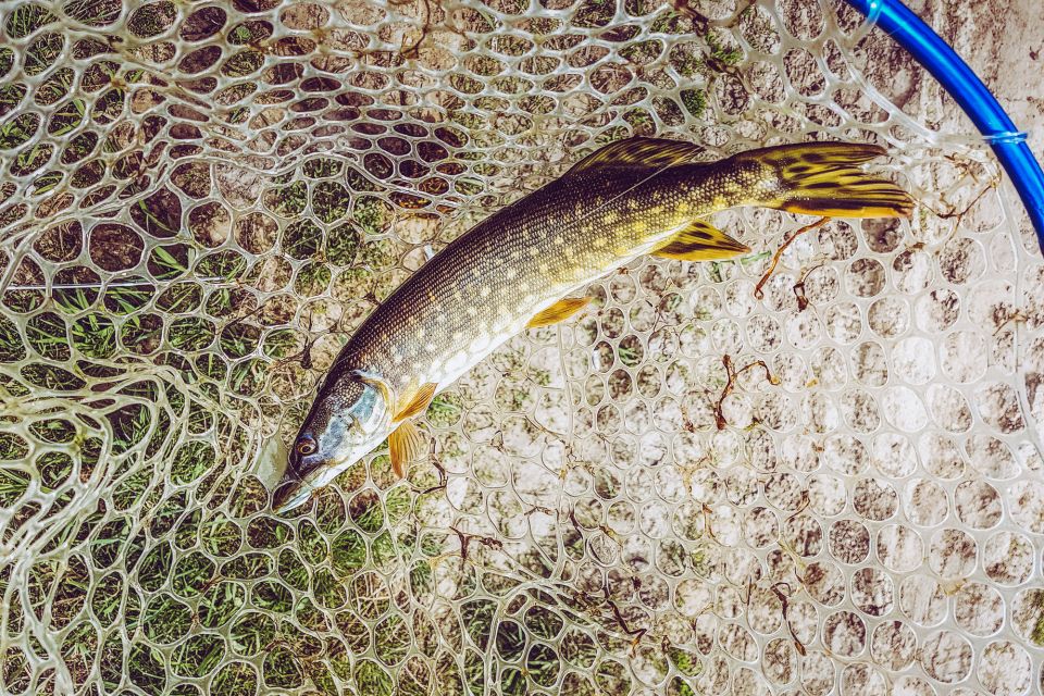 До 215 тисяч ікринок: як розмножується щука і чому її не можна зараз ловити