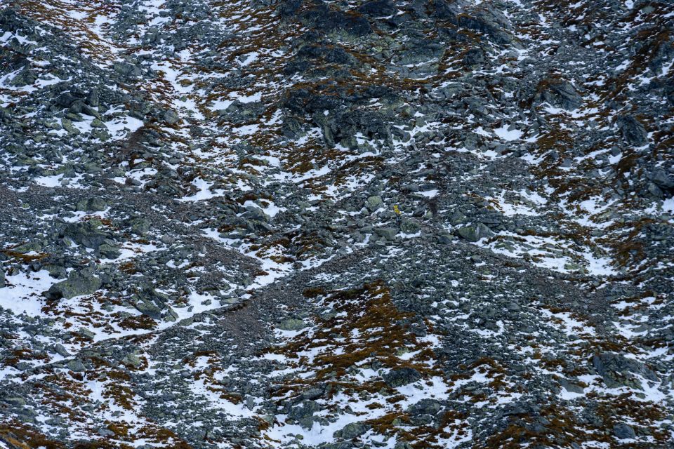 Засолені ґрунти та хворі дерева: як зимова боротьба з ожеледицею нищить довкілля регіону