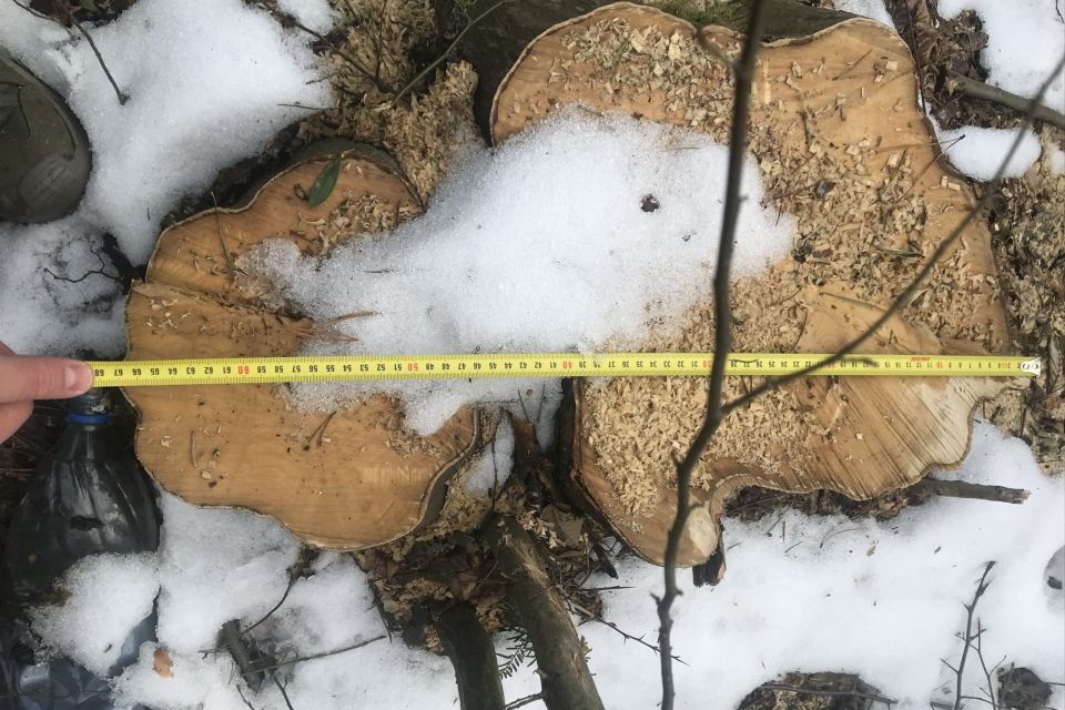 За незаконну вирубку лісу в Літинській громаді чоловік сплатив понад мільйон гривень