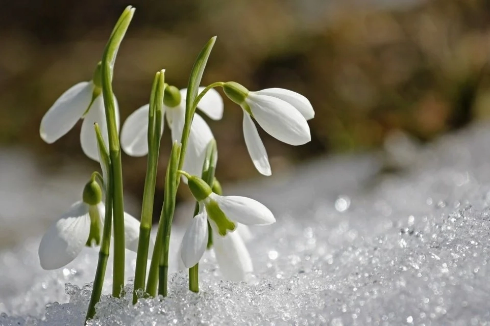Від -2° до +11°: якою буде погода у Вінниці на початку березня