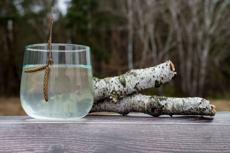 Все, що треба знати про березовий сік: коли збирати, як пити та не порушити закон