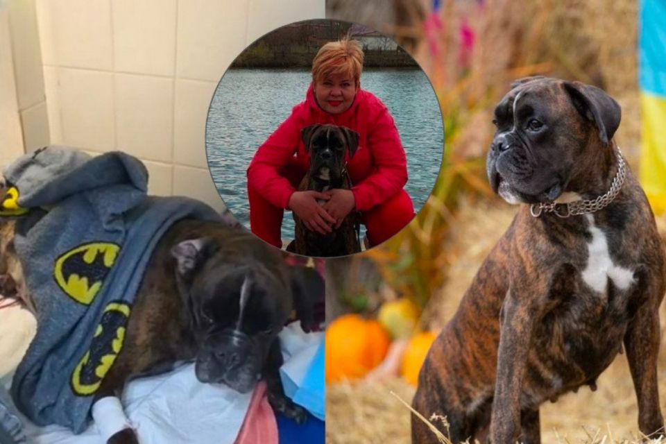 Після операції у ветклініці Моллі опинилася в реанімації. Власниця звинувачує лікаря у недбалості