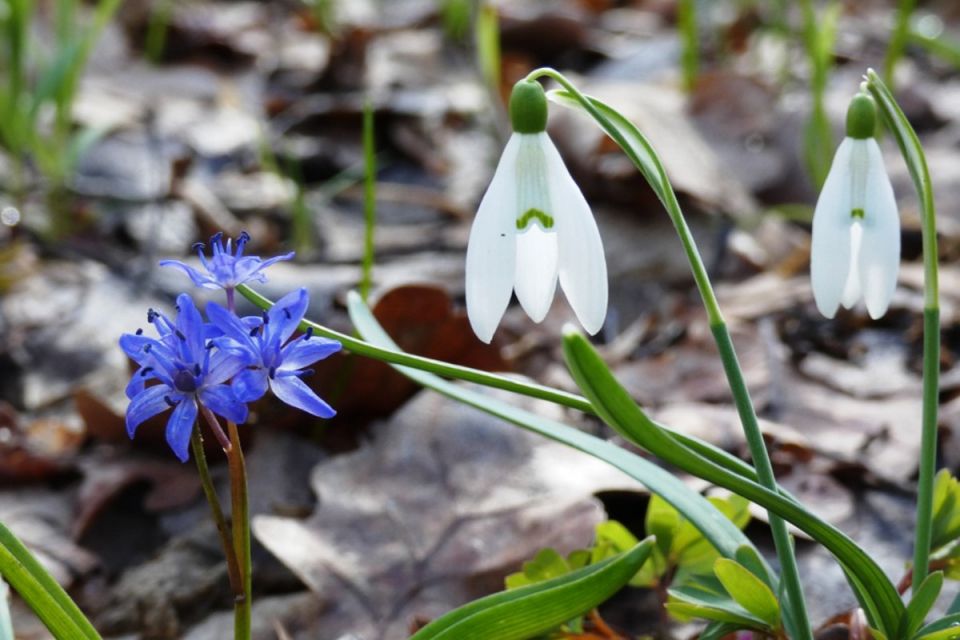 Стартувала операція «Первоцвіт-2026»: які квіти заборонено зривати і який штраф загрожує