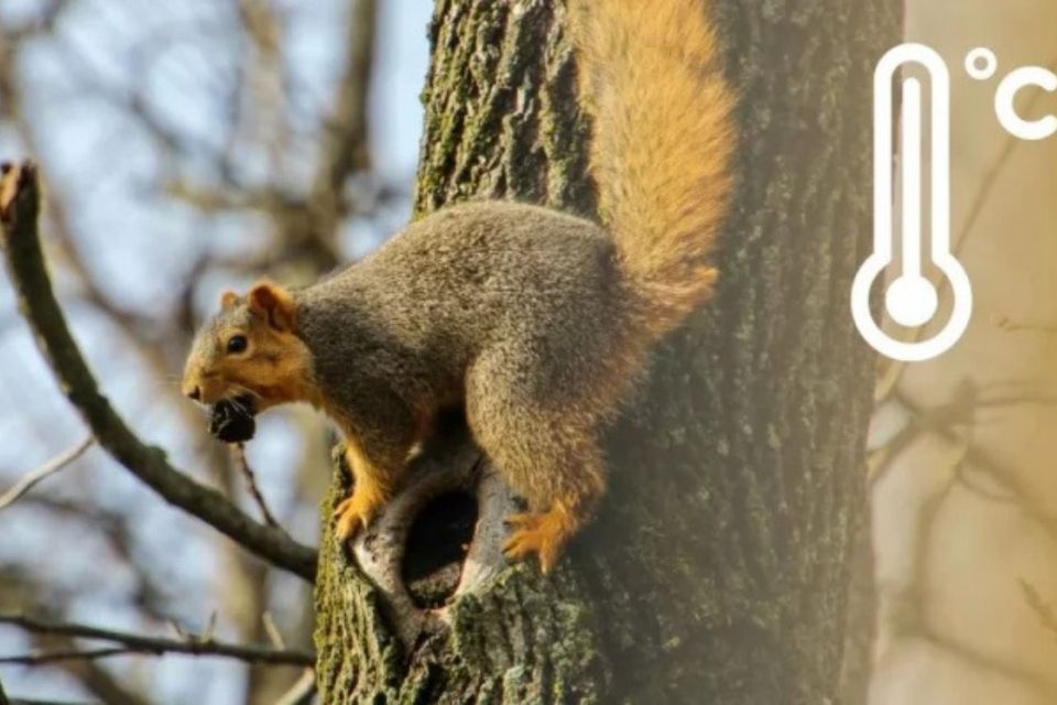 В Україну йде невелике похолодання — яку погоду чекати на Вінниччині