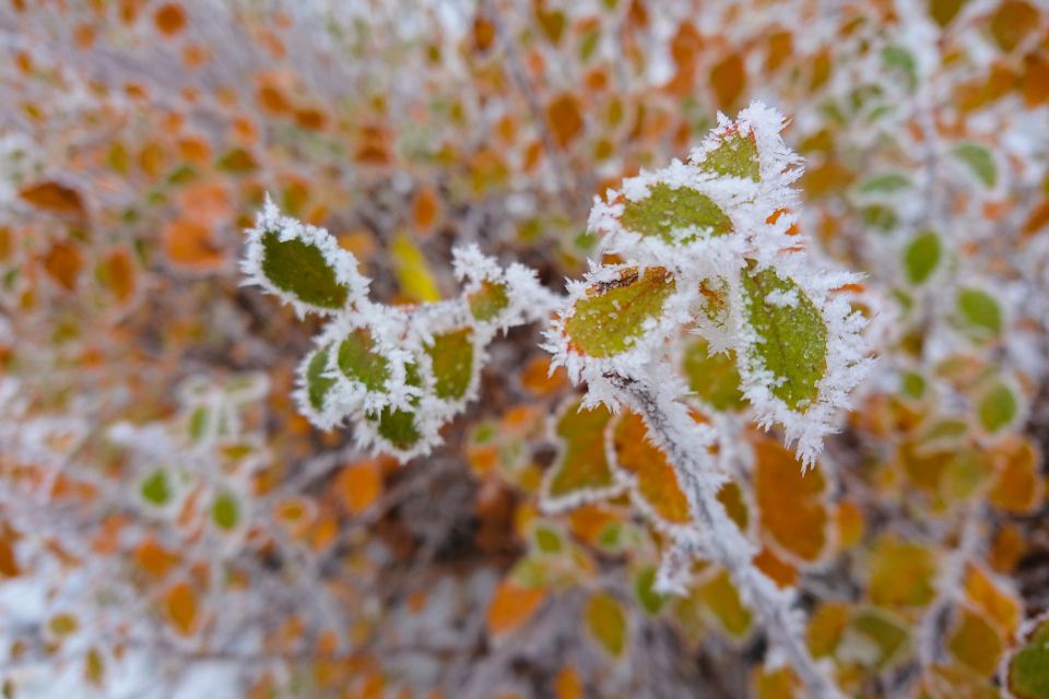 Березнева аномалія: коли саме на Вінниччині випаде сніг і чи надовго він затримається