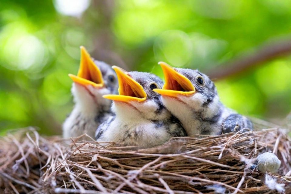 Вінничан штрафуватимуть за зайвий галас у лісах з 1 квітня