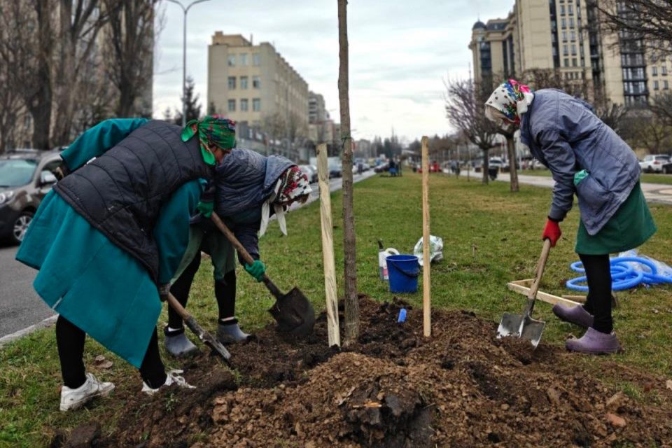 Тюльпанові дерева та пекінський бузок висадили на проспекті Космонавтів