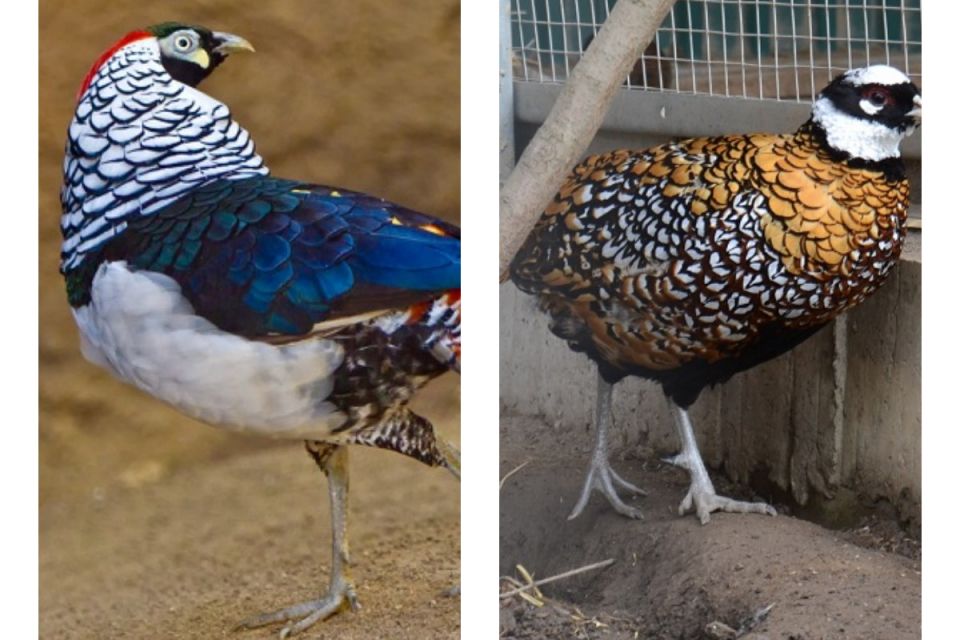 Вінничани побачать рідкісних птахів із гір Китаю та Тибету