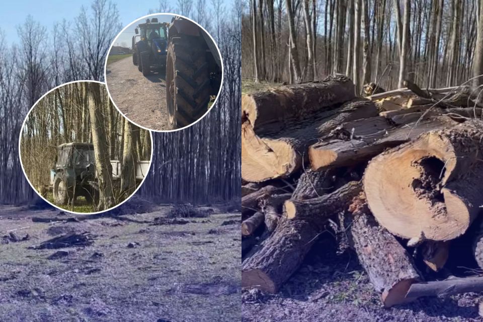 Деревина, якої «не мало бути», та погоня в лісі: що сталося в Іллінецькому лісництві?