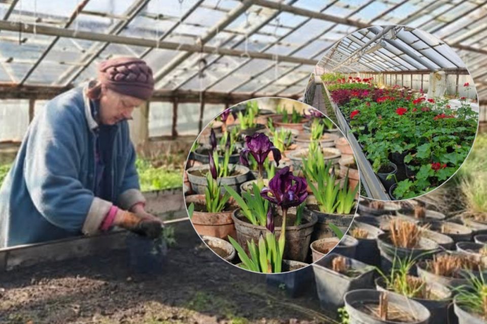 У Вінниці готують квіти та вуличні кашпо для весняного озеленення міста