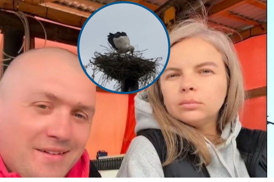 Лелека повернувся на Великдень: продовження історії, як подружжя з Ямполя відновило згоріле гніздо