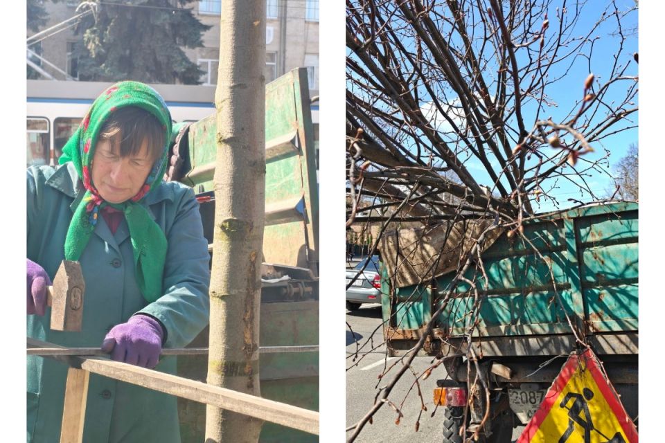 Понад 300 саджанців за сезон: де у місті незабаром з’являться нові алеї