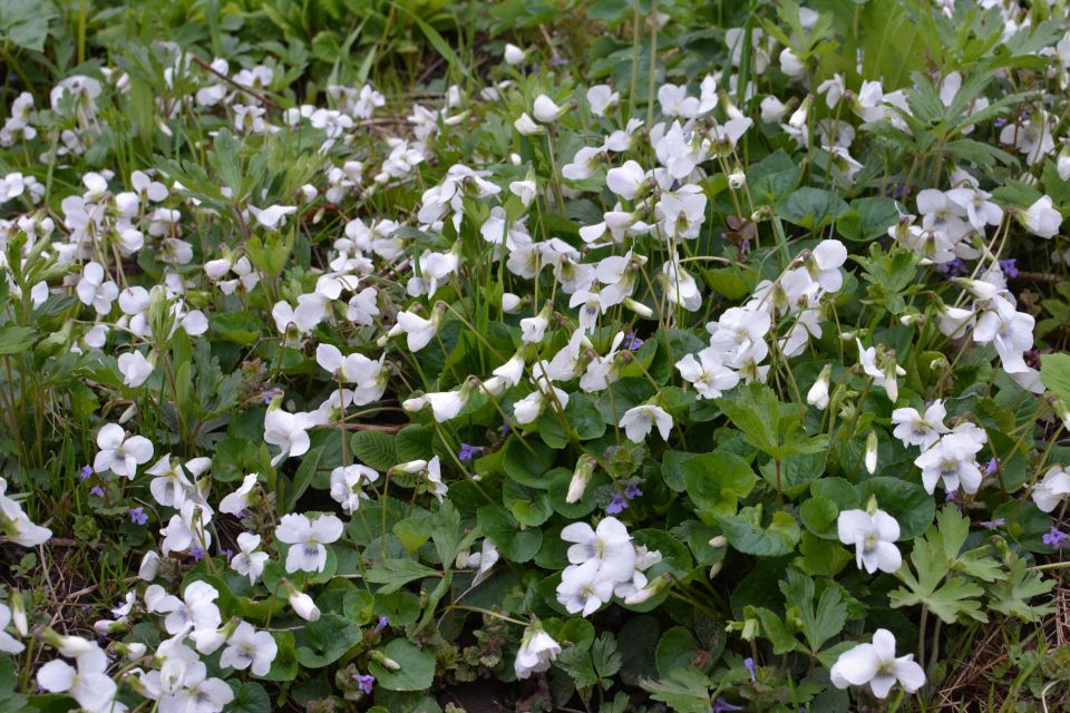 Сьогодні вітаємо Івана та Віктора. Історія, заборони та прикмети 18 квітня