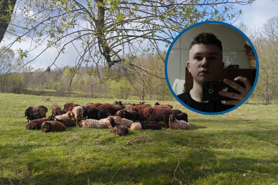 «Бась-бась, мої овечки!» Підліток, який віддав своє авто на фронт, підняв отару до 59-ти овець