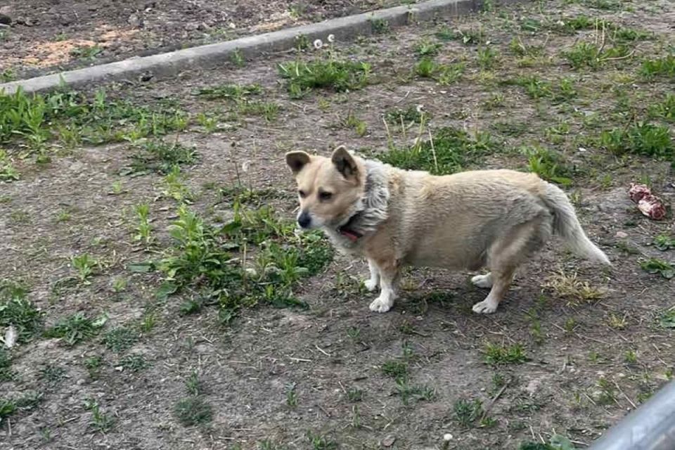 «Пса Патрона обливали водою, аби заморозити»:  як у Вінниці врятували собаку з Донбасу
