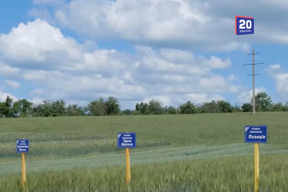 Понад 50 нових сортів українського зерна презентували на Дні поля у Тростянці