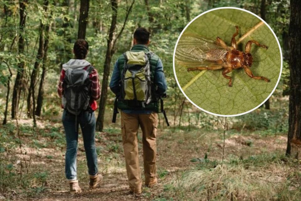 «Муха-кліщ» чи оленяча кровососка? Вінницькі лікарі пояснили, чи варто боятися дивної комахи
