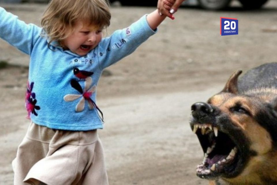 Сказ атакує Вінниччину — за місяць майже 600 людей звернулися після нападів тварин