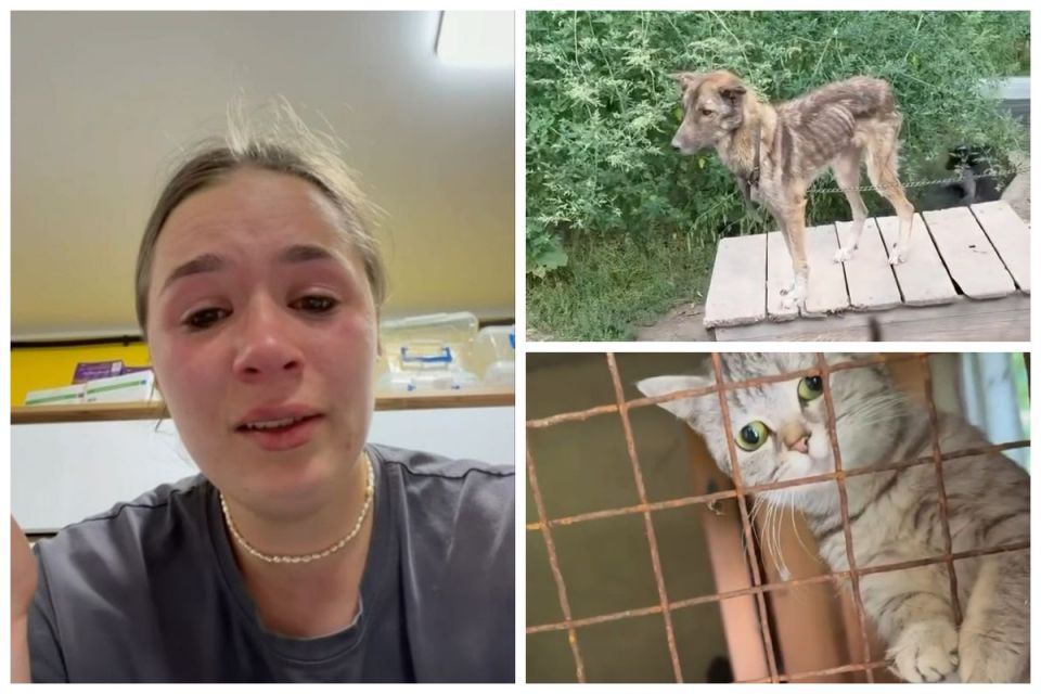 Виснажені коти та собаки, занедбані вольєри — у Threads показали притулок Томи Пастух на Вінниччині