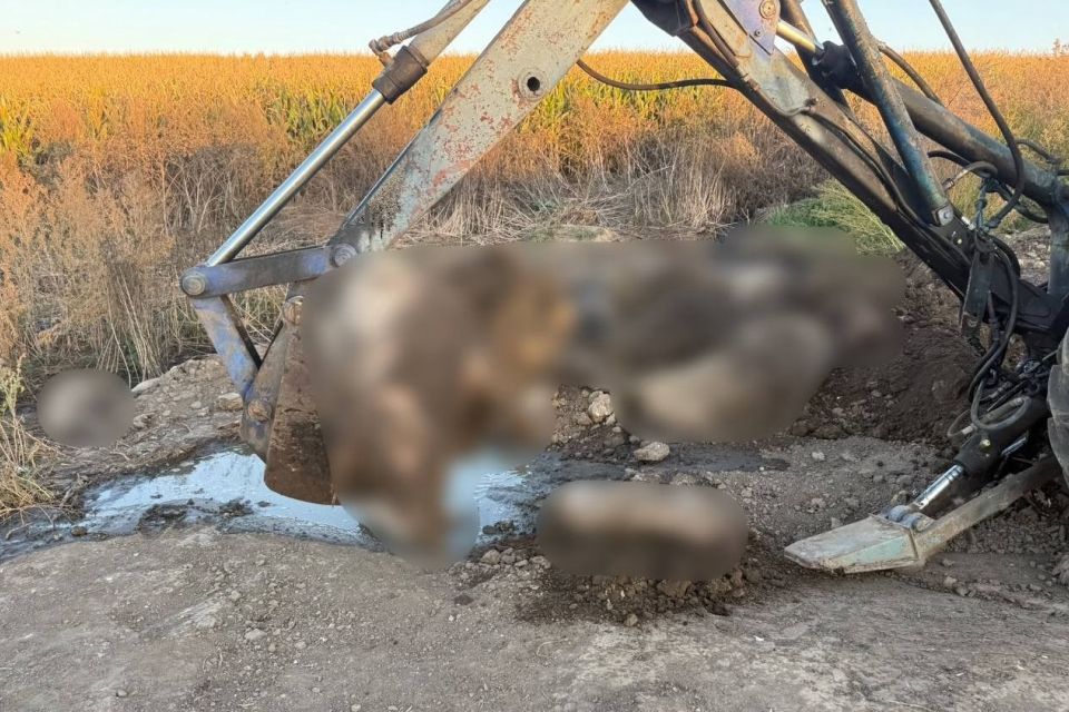 Мертвих тварин роками закопували в землю? На Вінниччині розслідують забруднення сільгоспугідь