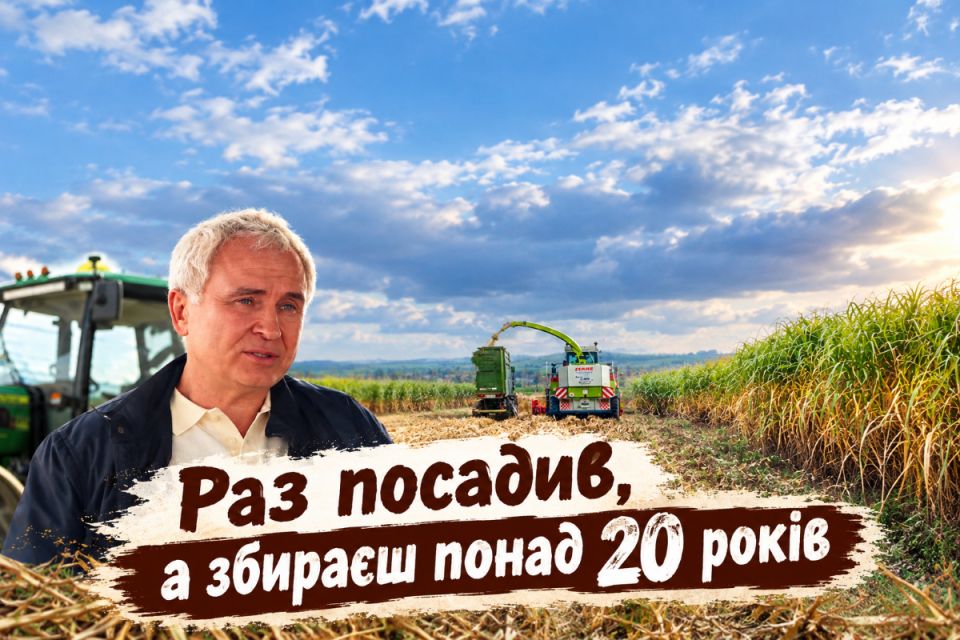 Трава, що замінює дрова: чому міскантус не прижився на полях Вінниччини?