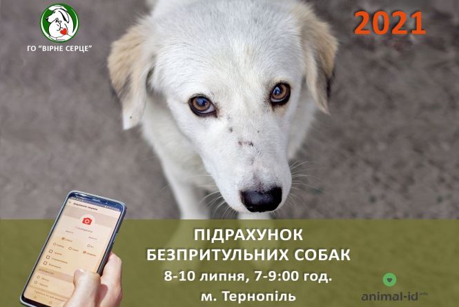 У Тернополі втретє перерахують безпритульних собак