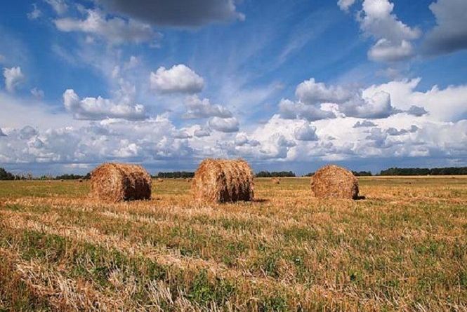 Сьогодні вітаємо Анатолія та Сергія. Історія та прикмети ...