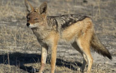 «Здаля схожий на собаку чи лисицю». Звідки взялися в області шакали і чому їх відстрілюють?