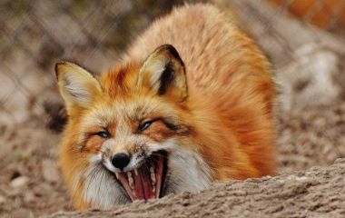 У Хмільнику лисиця зі сказом напала на дитину